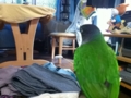 [Conure][ウロコインコ]