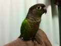 [Conure][ウロコインコ]