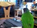 [Conure][ウロコインコ]