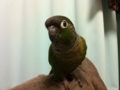 [Conure][ウロコインコ]