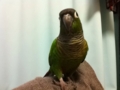 [Conure][ウロコインコ]