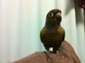 [Conure][ウロコインコ]