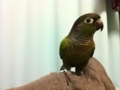 [Conure][ウロコインコ]