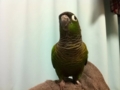 [Conure][ウロコインコ]