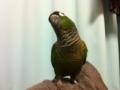[Conure][ウロコインコ]