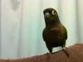 [Conure][ウロコインコ]