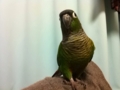 [Conure][ウロコインコ]