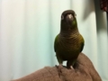[Conure][ウロコインコ]