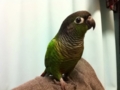 [Conure][ウロコインコ]