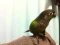 [Conure][ウロコインコ]