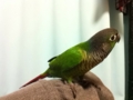 [Conure][ウロコインコ]