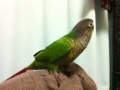 [Conure][ウロコインコ]