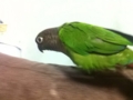 [Conure][ウロコインコ]
