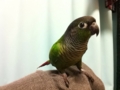 [Conure][ウロコインコ]