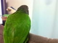 [Conure][ウロコインコ]