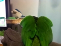 [Conure][ウロコインコ]