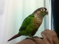 [Conure][ウロコインコ]