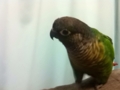 [Conure][ウロコインコ]