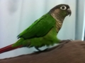 [Conure][ウロコインコ]