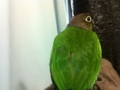 [Conure][ウロコインコ]
