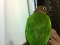 [Conure][ウロコインコ]