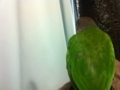 [Conure][ウロコインコ]