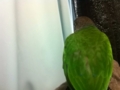 [Conure][ウロコインコ]
