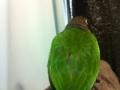 [Conure][ウロコインコ]