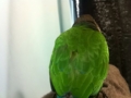 [Conure][ウロコインコ]