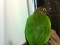 [Conure][ウロコインコ]