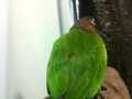 [Conure][ウロコインコ]