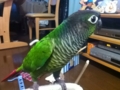 [Conure][ウロコインコ]