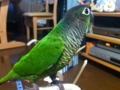 [Conure][ウロコインコ]