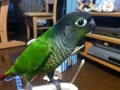 [Conure][ウロコインコ]