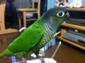 [Conure][ウロコインコ]