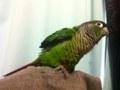 [Conure][ウロコインコ]