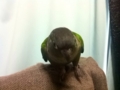 [Conure][ウロコインコ]