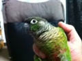 [Conure][ウロコインコ]