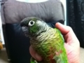 [Conure][ウロコインコ]