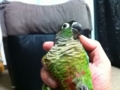 [Conure][ウロコインコ]