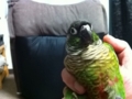 [Conure][ウロコインコ]