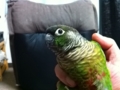[Conure][ウロコインコ]