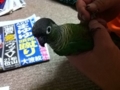 [Conure][ウロコインコ]
