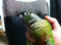 [Conure][ウロコインコ]