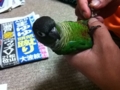 [Conure][ウロコインコ]