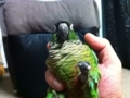 [Conure][ウロコインコ]