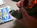 [Conure][ウロコインコ]