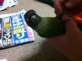 [Conure][ウロコインコ]