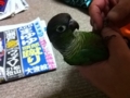 [Conure][ウロコインコ]