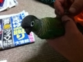 [Conure][ウロコインコ]